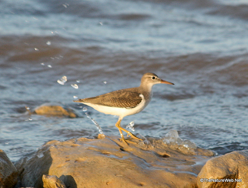 Spotted Sandpiper